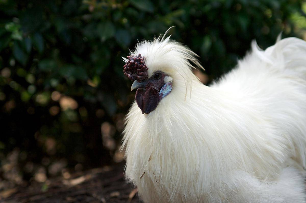 Ayam Silkie