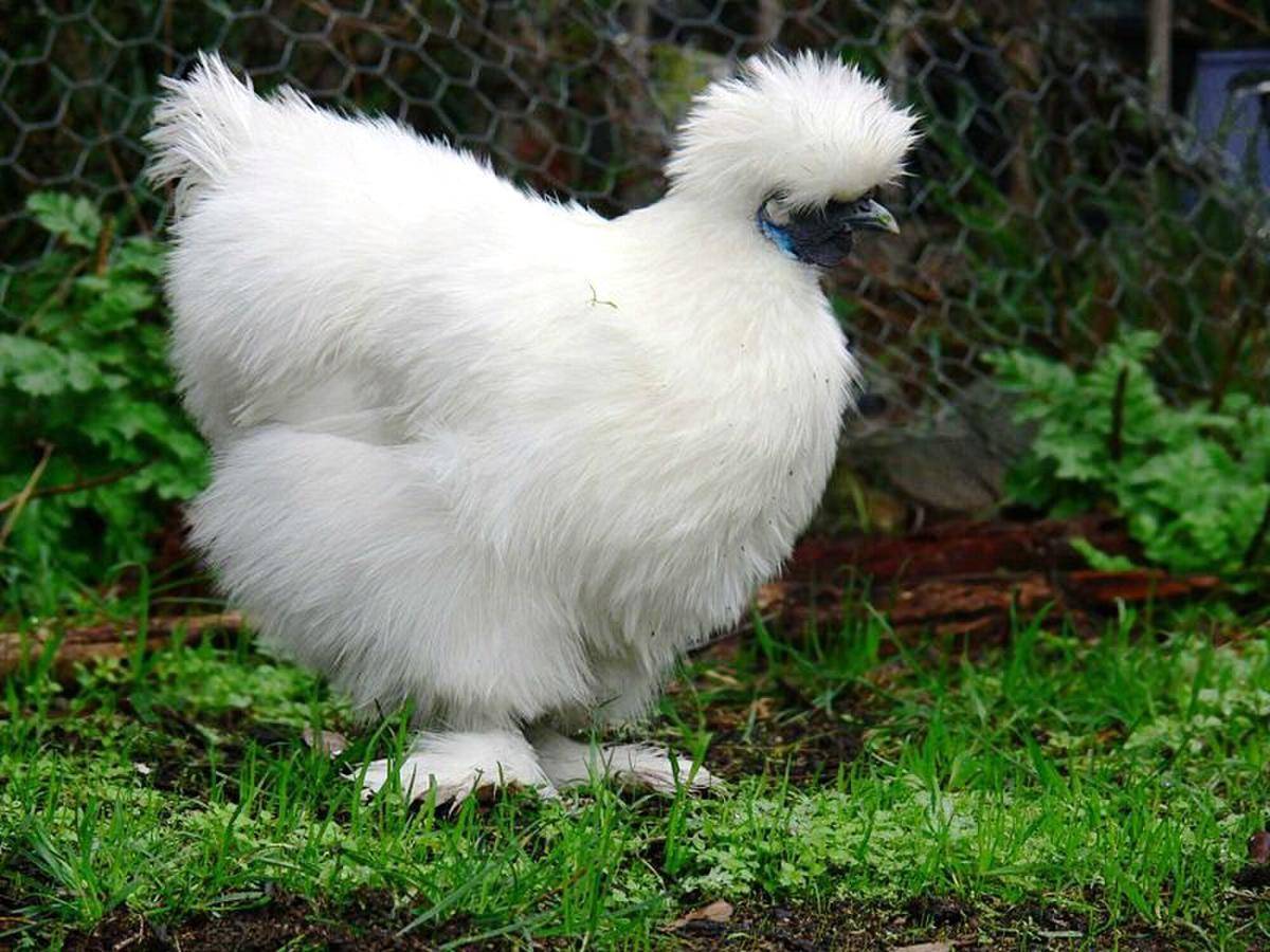 Ayam Silkie