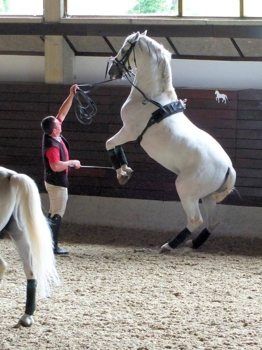 Kuda Lipizzaner