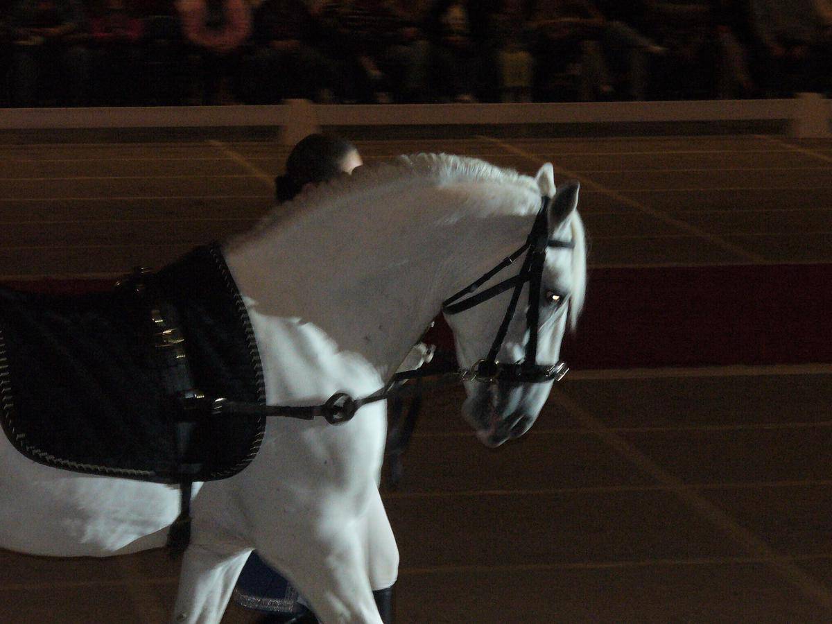 Kuda Lipizzaner