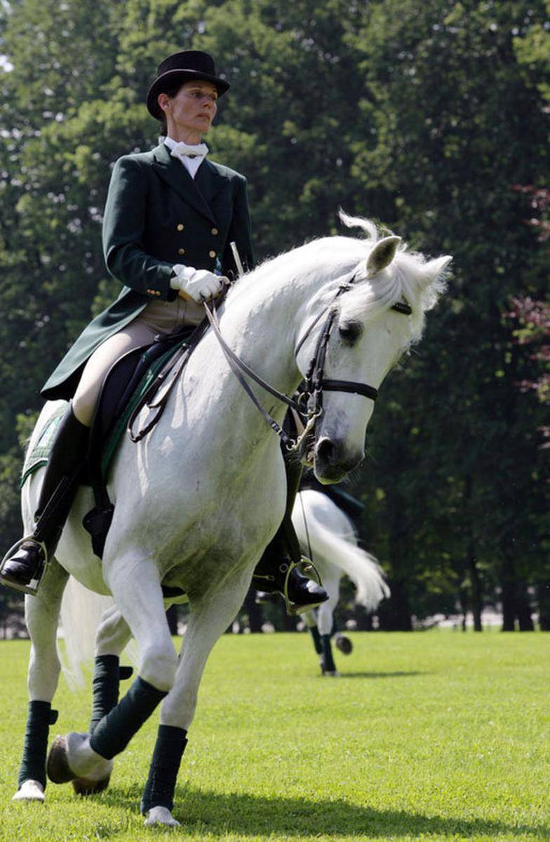 Kuda Lipizzaner