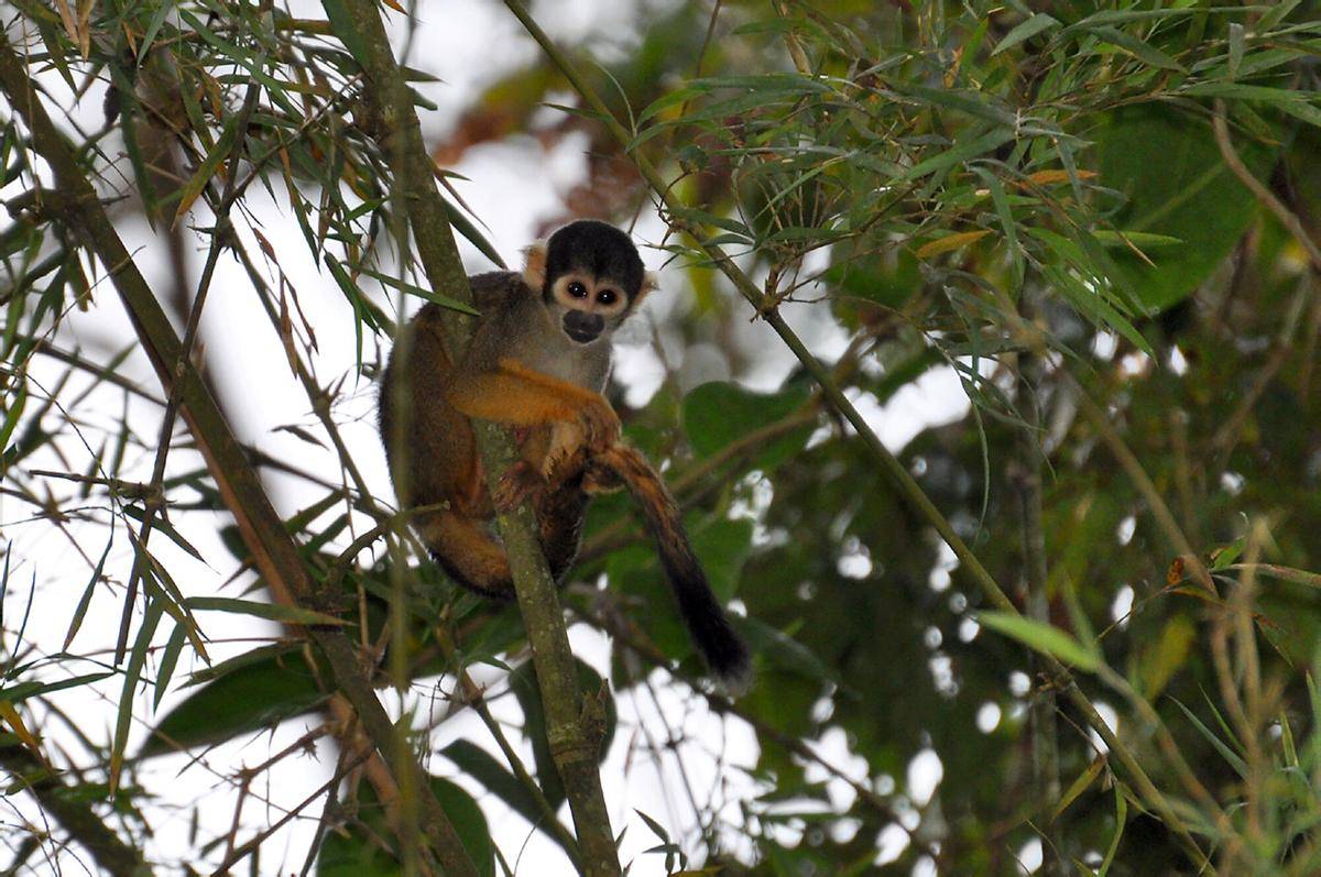 Black Squirrel Monkey