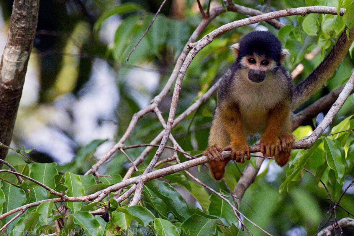 Black Squirrel Monkey