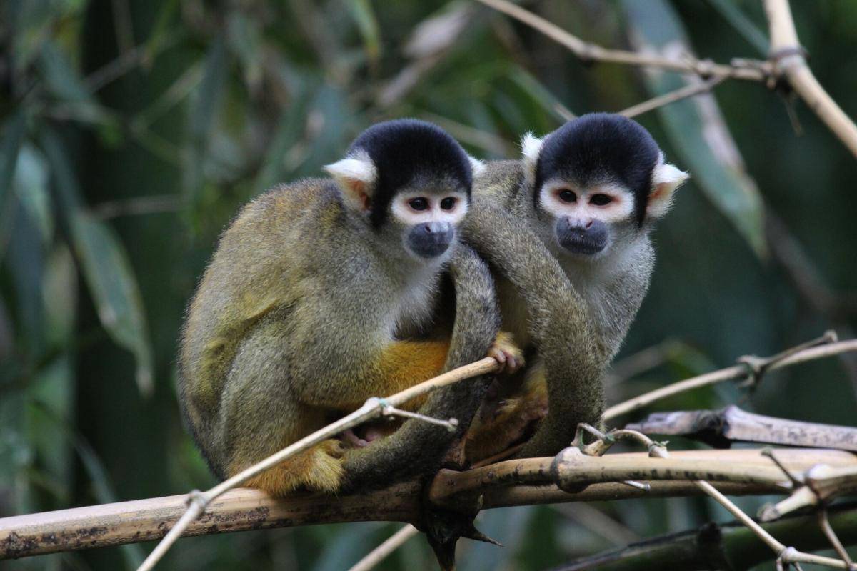 Black Squirrel Monkey