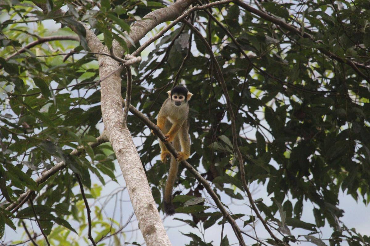 Black Squirrel Monkey