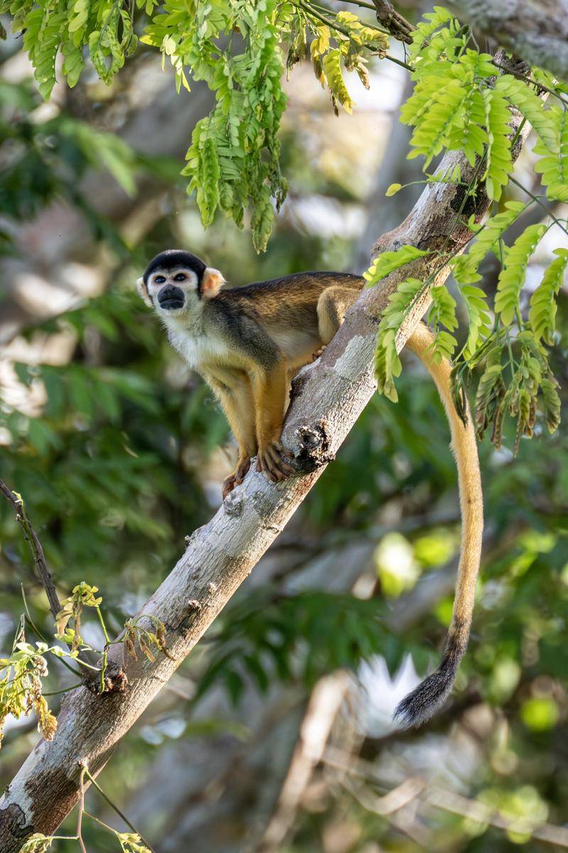 Black Squirrel Monkey