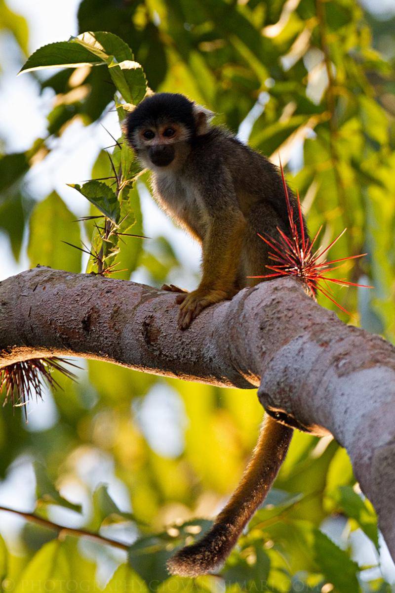 Black Squirrel Monkey
