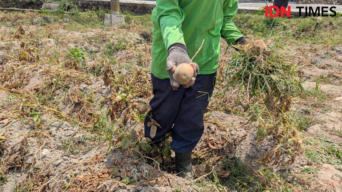 Hektaran kentang di Kecamatan Poncol terancam membusuk di lahan akibat tidak terserap pabrik. IDN Times/Riyanto.