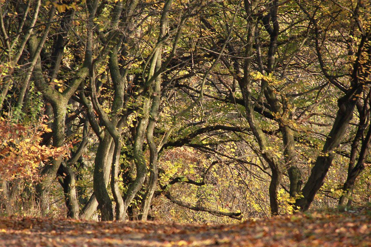 Hutan Hoia Baciu
