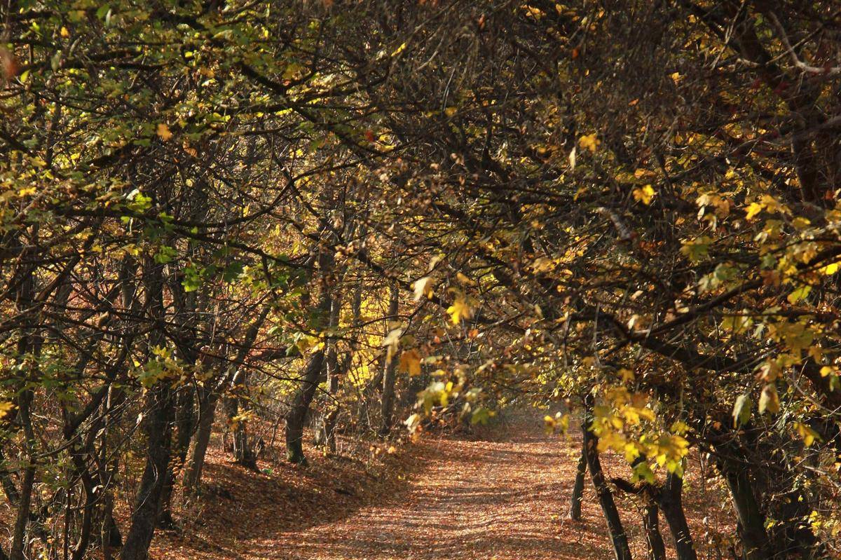 Hutan Hoia Baciu
