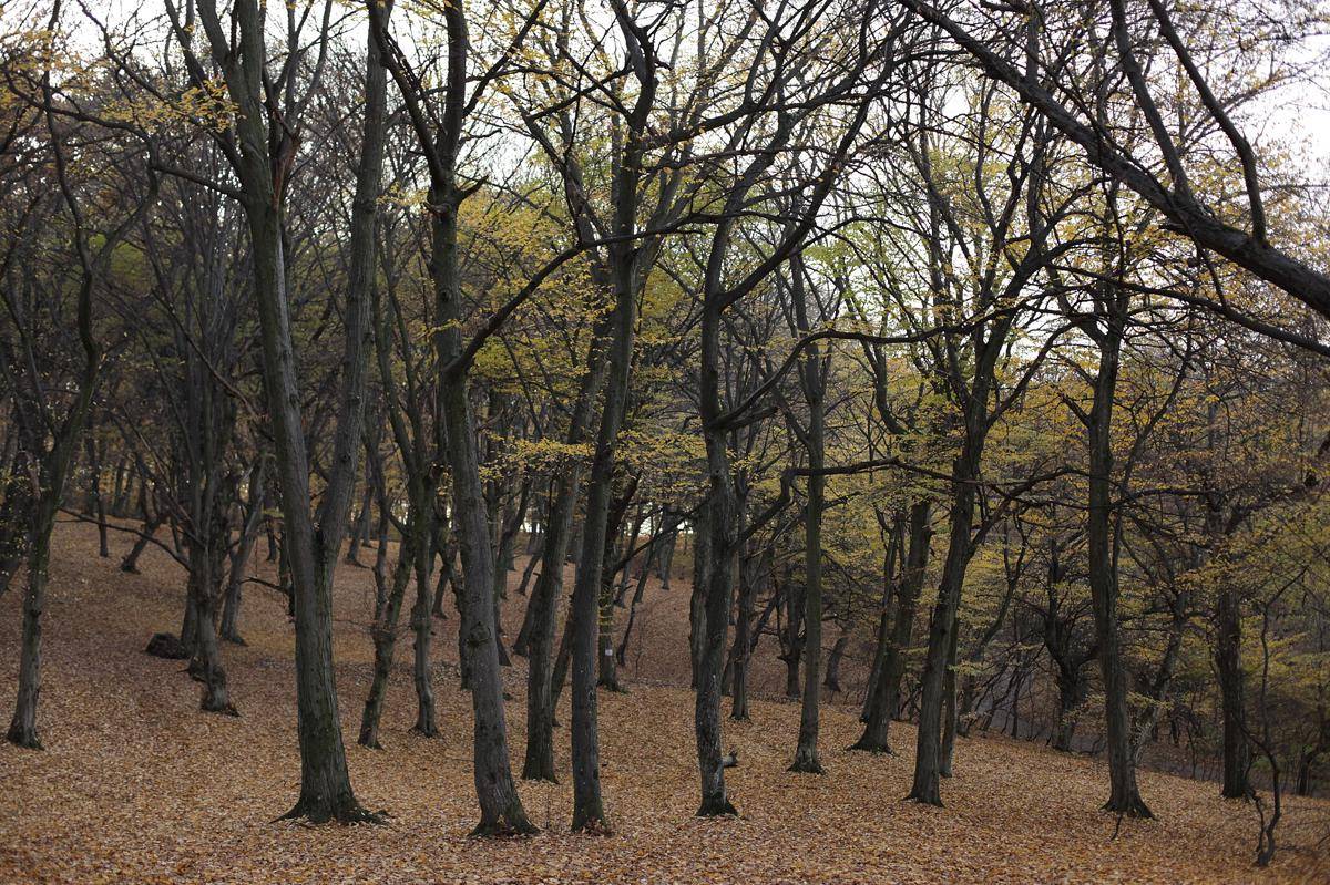 Hutan Hoia Baciu