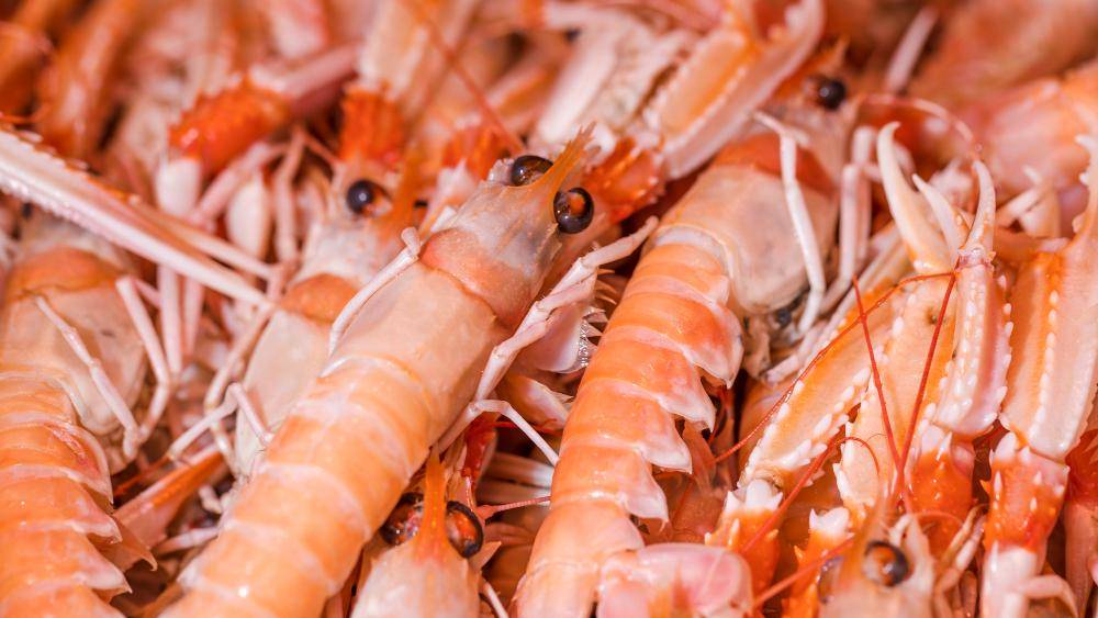 ilustrasi mata udang (freepik.com/freepik)