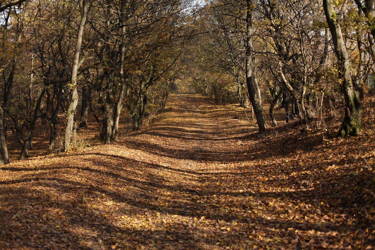 Hutan Hoia Baciu