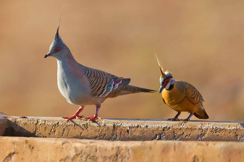 merpati spinifex bersandingan dengan merpati berjambul (commons.wikimedia.org/Jim Bendon)