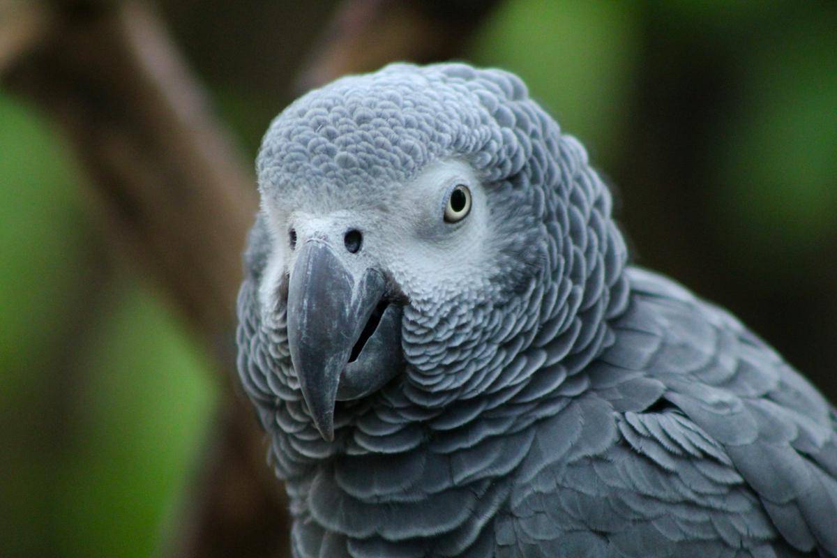 African Grey Parrot