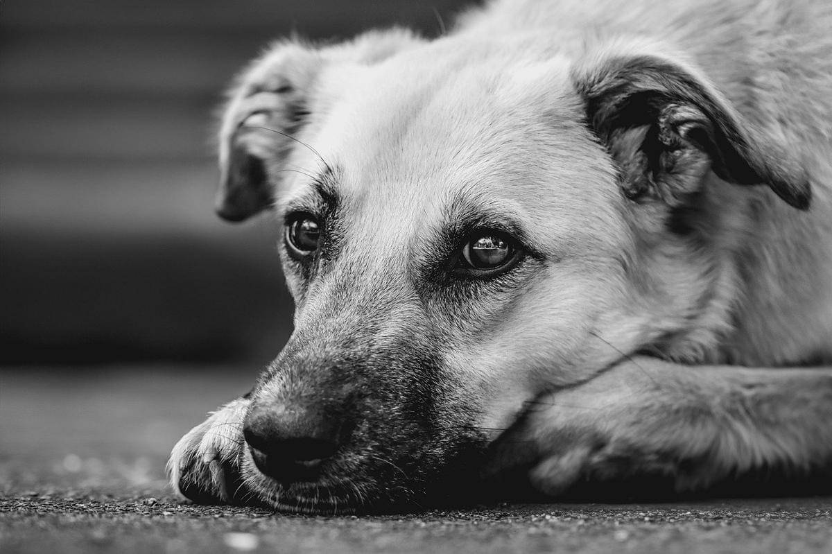 Anjing sedang mengamati situasi di sekelilingnya. (pixabay.com/Alexas_Fotos)
