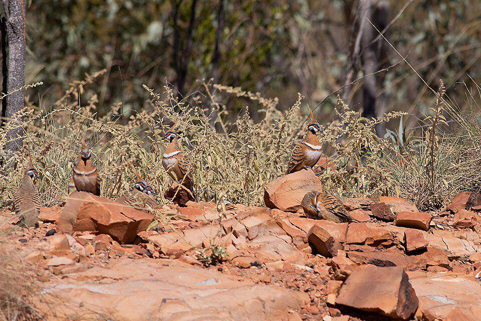 merpati spinifex di habitat asli (commons.wikimedia.org/knicolson)