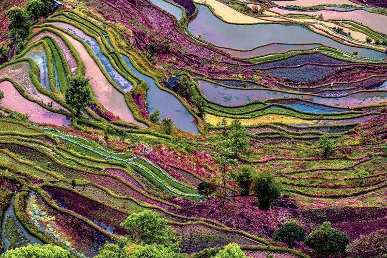 Terasering Honghe Hani