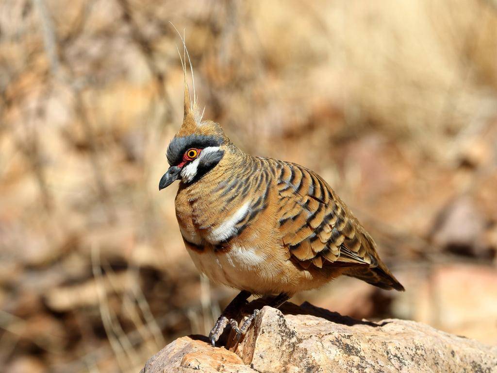 Merpati spinifex bertengger di bebatuan. (inaturalist.org/Graham Winterflood)