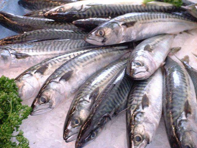 ilustrasi Mackerel (commons.wikimedia.org/Jastrow)