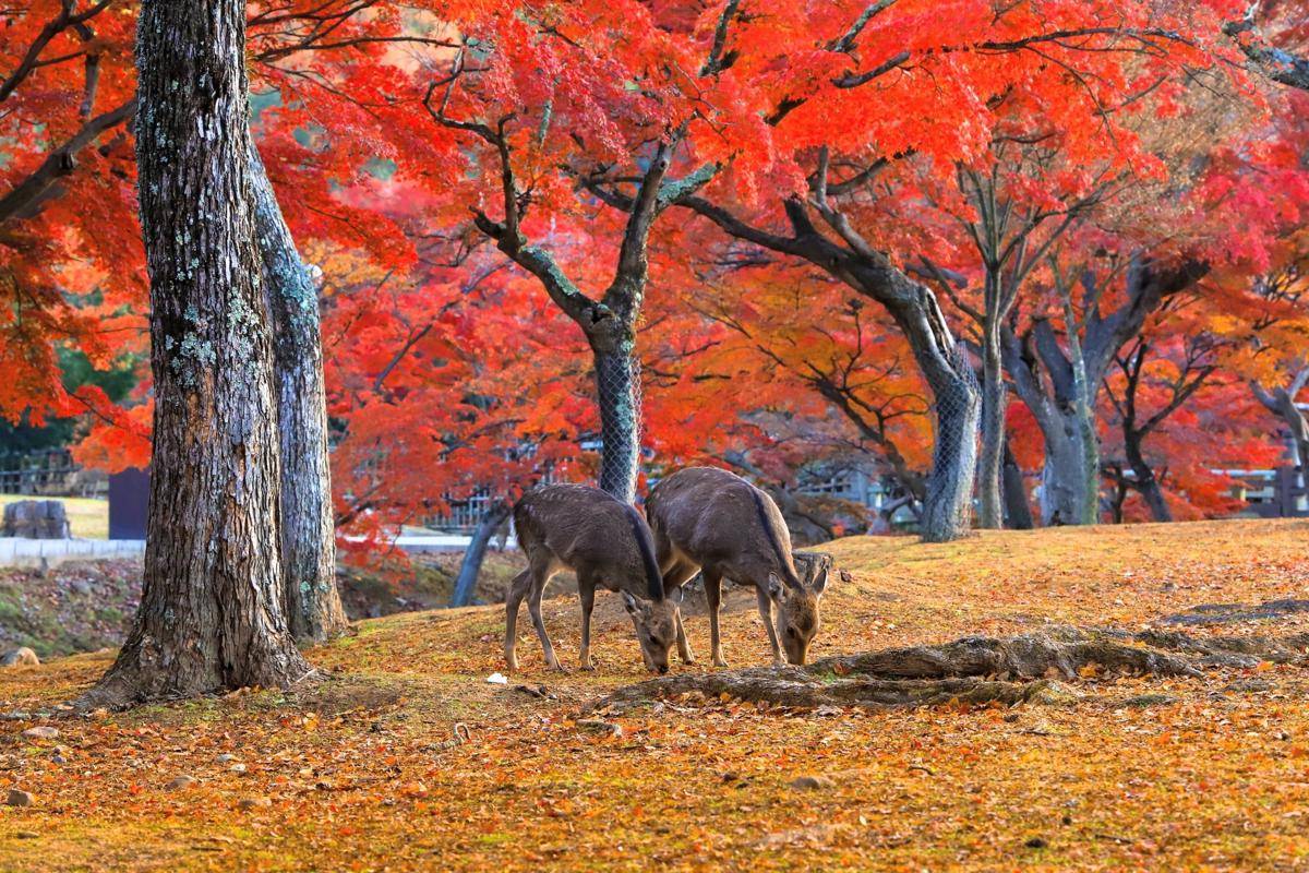 Nara Park, Nara, Jepang (photo-ac.com/mac1917)
