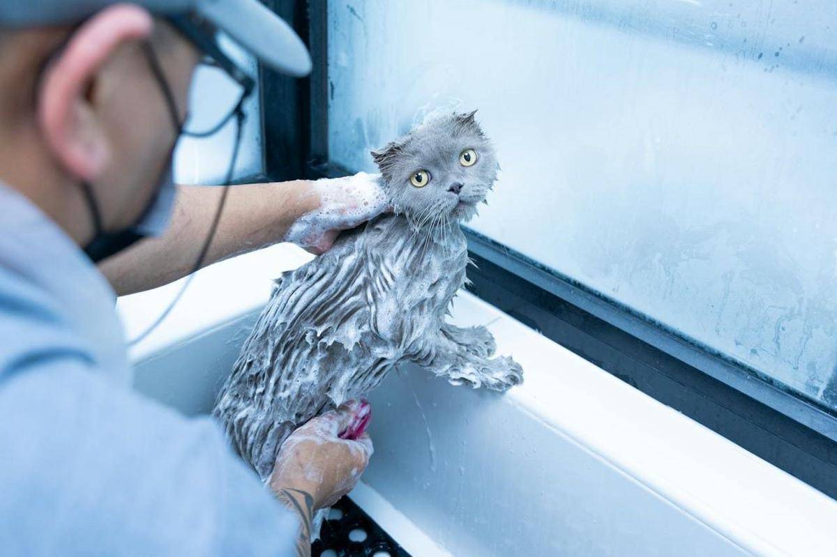 ilustrasi kucing dimandikan dengan sampo 