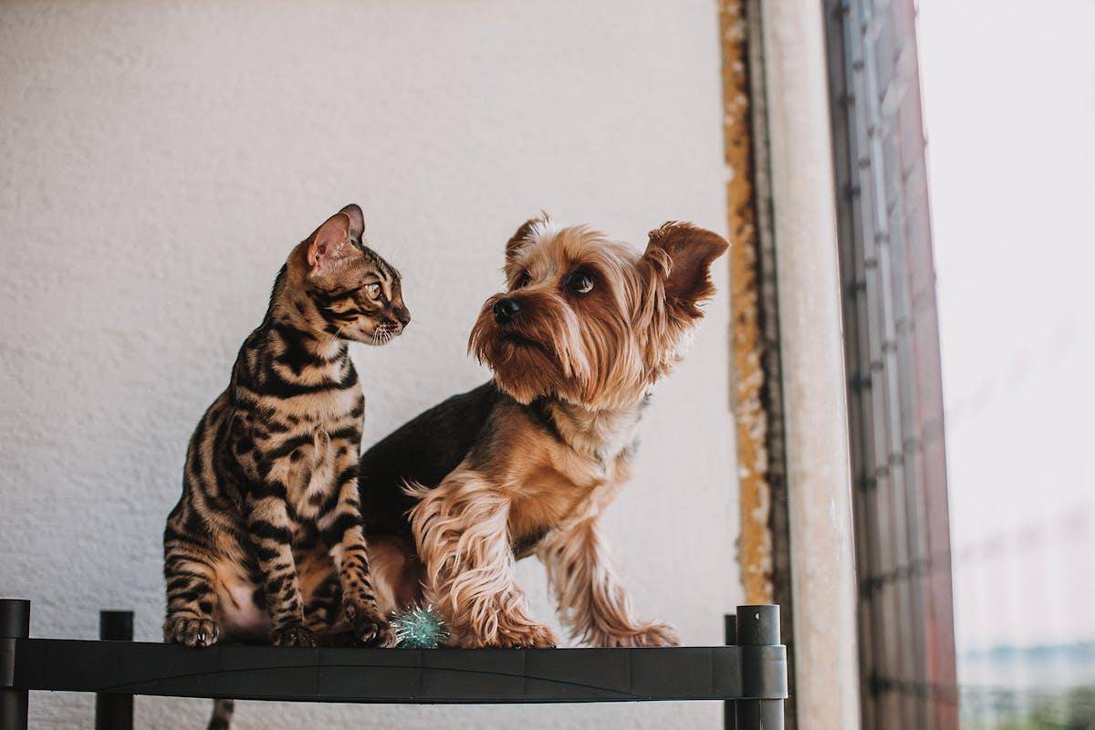 ilustrasi kucing dan anjing sering dianggap saling bermusuhan (pexels.com/Helena Jankovičová Kováčová)