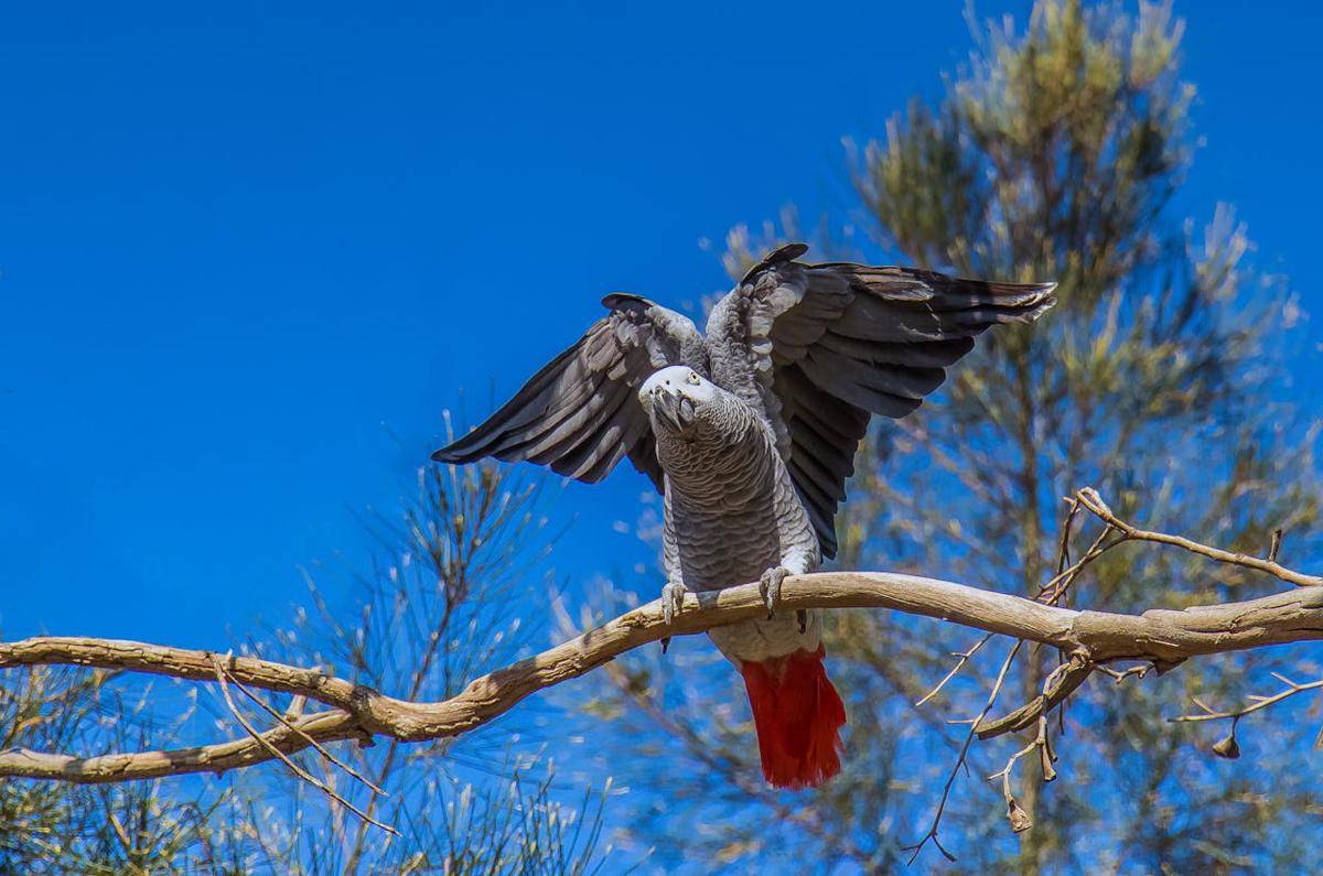 African Grey Parrot