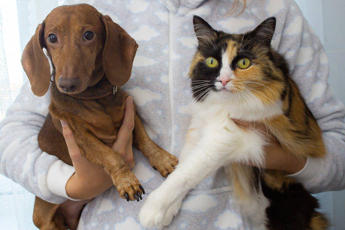 ilustrasi kucing dan anjing sering dianggap saling bermusuhan (pexels.com/Nadia Vasil'eva)