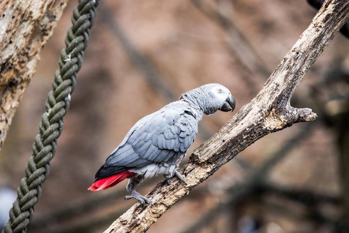 African Grey Parrot