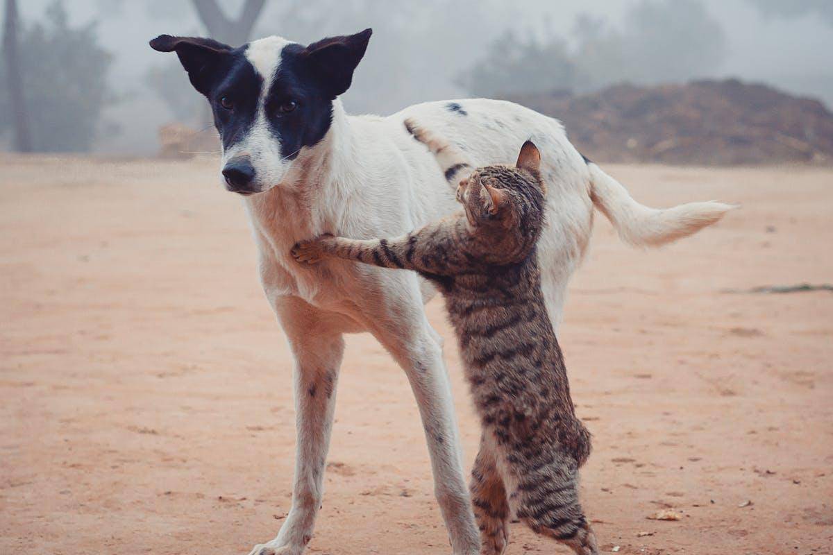 ilustrasi kucing dan anjing sering dianggap saling bermusuhan (pexels.com/Tamhasip Khan)
