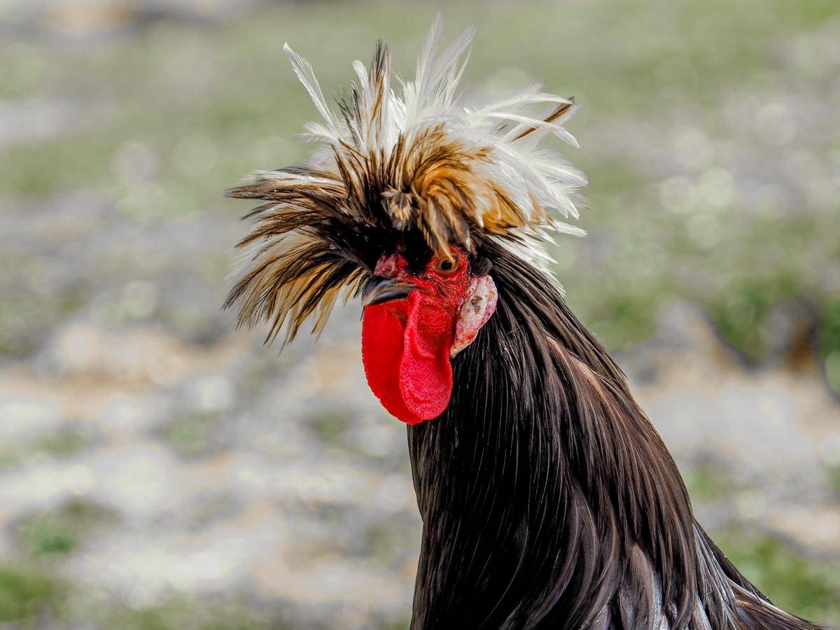 Ayam Poland