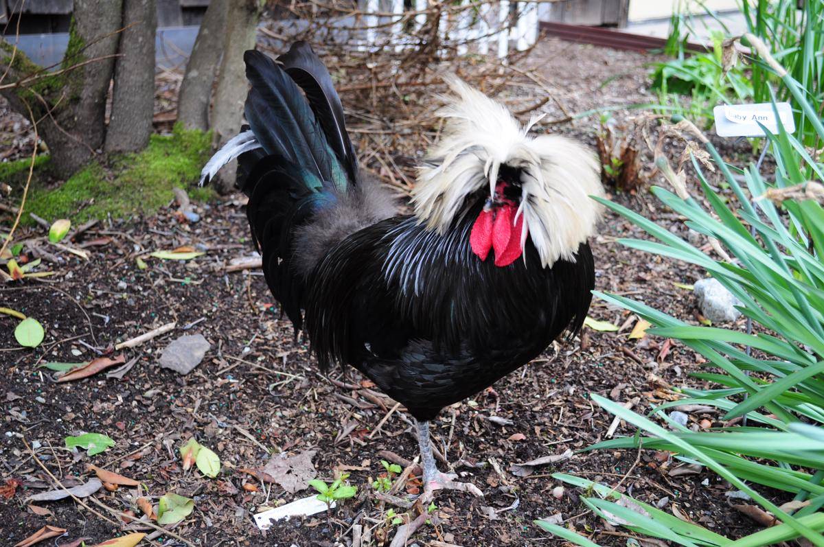 Ayam Poland