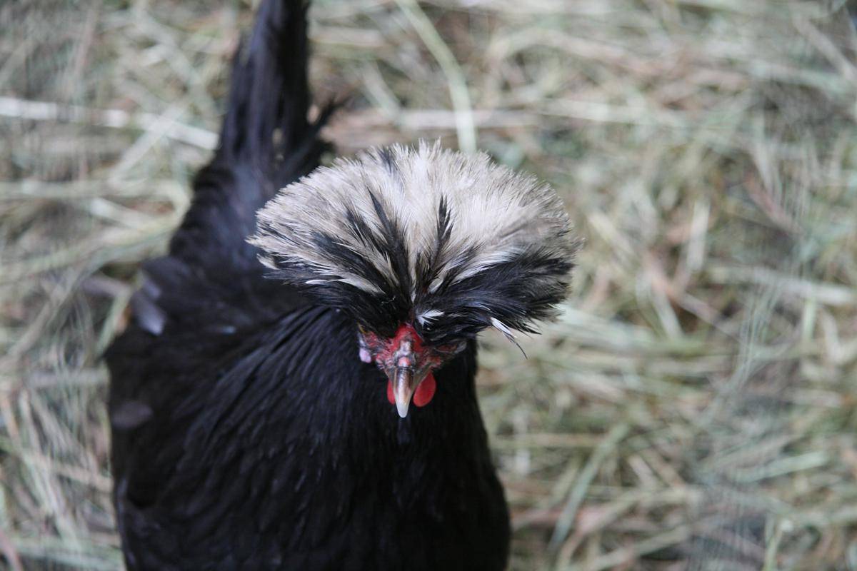 Ayam Poland