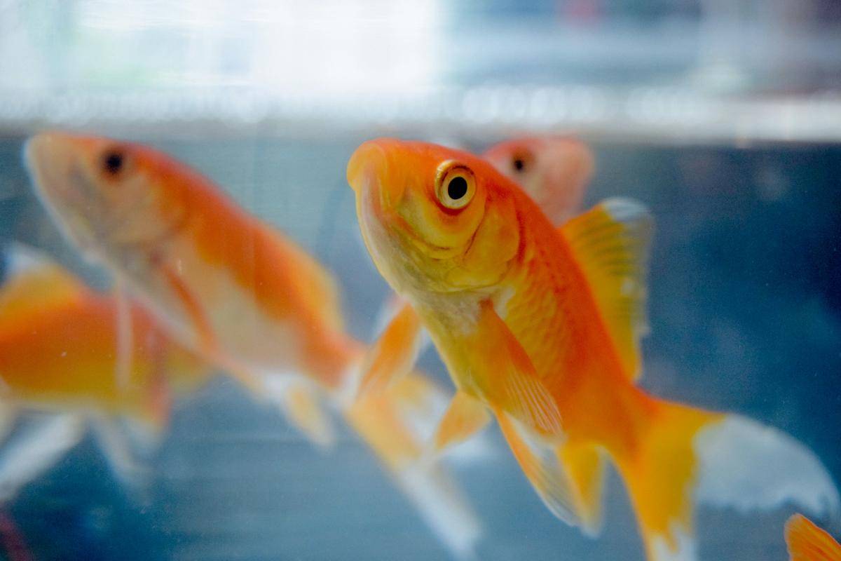 ilustrasi ikan mas (unsplash.com/pouriaoskuie)