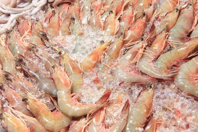 ilustrasi udang beku