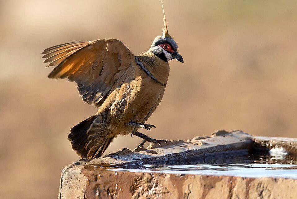 merpati spinifex berhenti untuk minum (commons.wikimedia.org/Jim Bendon)