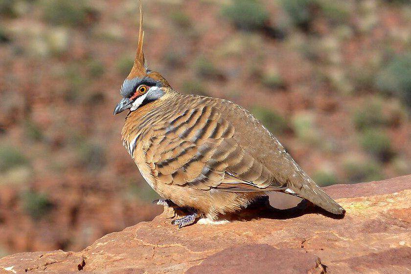 merpati spinifex di habitat asli (commons.wikimedia.org/Graham Winterflood)