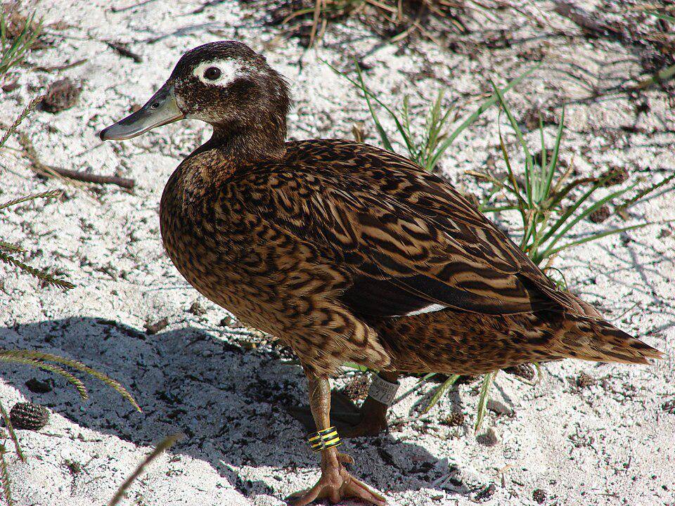 bebek laysan di habitat asli (commons.wikimedia.org/Forest and Kim Starr)