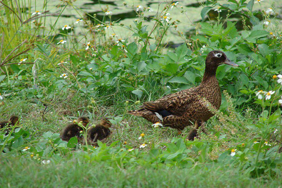 induk bebek laysan bersama anak-anaknya (commons.wikimedia.org/Forest & Kim Starr)