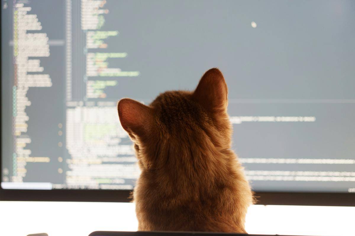 Ethical hacker (unsplash.com/@vladimir_d)