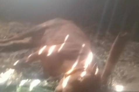 Sapi mati diduga akibat PMK di desa Bogoarum Kecamatan Plaosan Magetan. IDN Times/Riyanto.