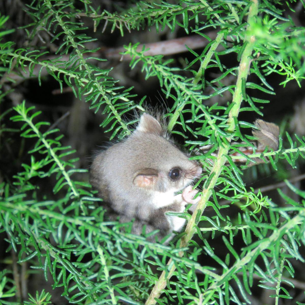 Feathertail Glider