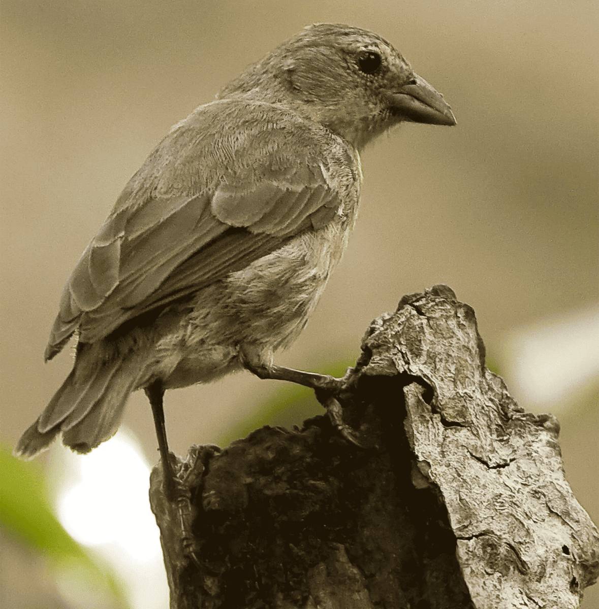 Mangrove Finch
