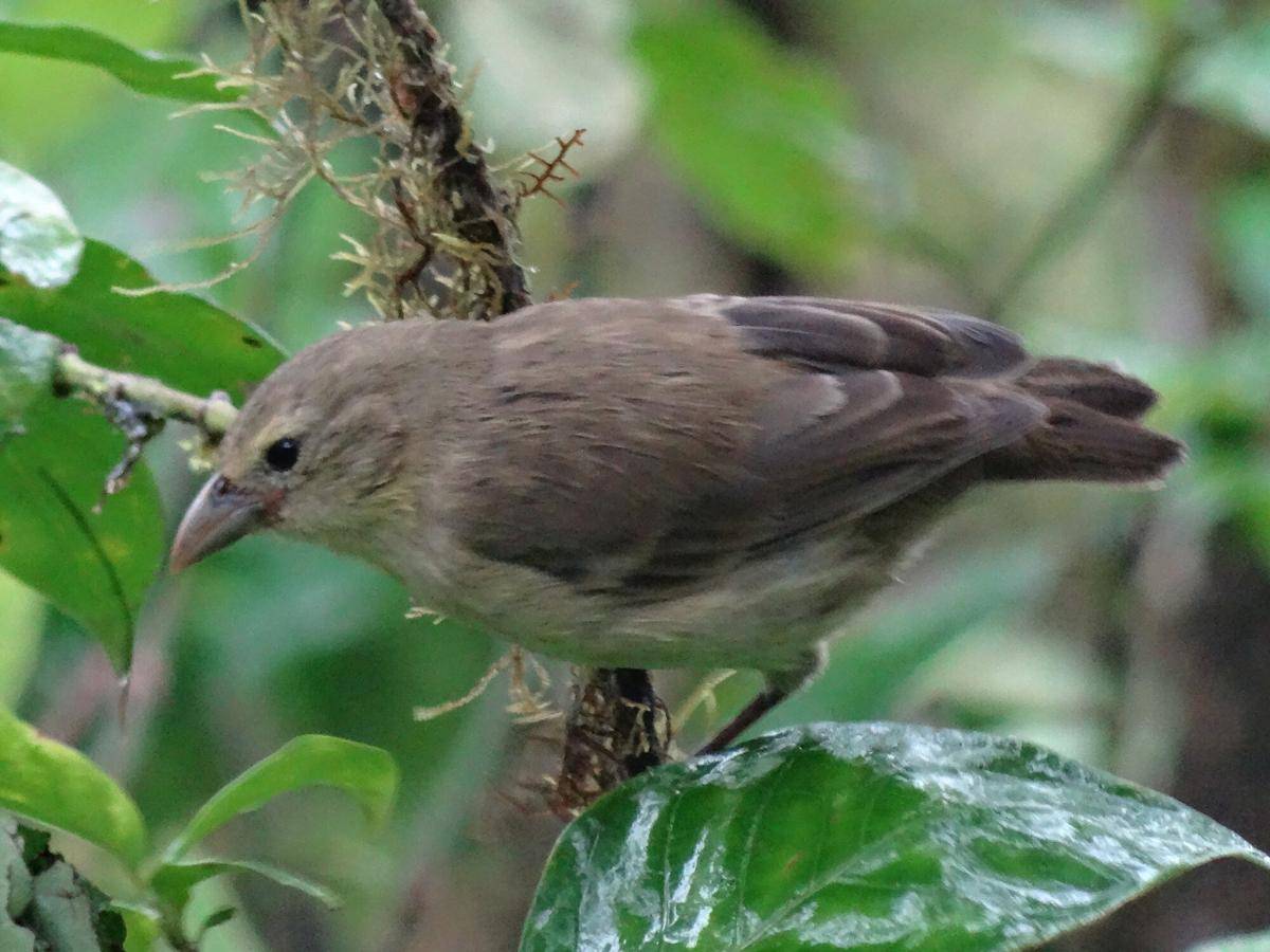 Mangrove Finch