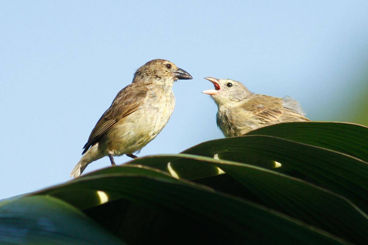 Mangrove Finch