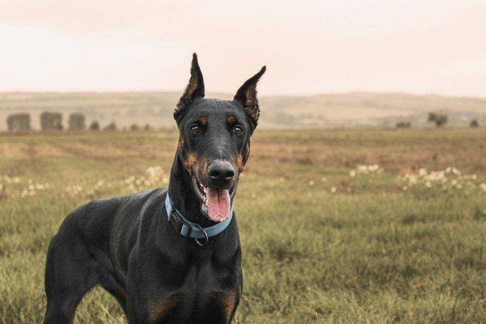 ilustrasi anjing doberman pinscher (pixabay.com/patstatic)