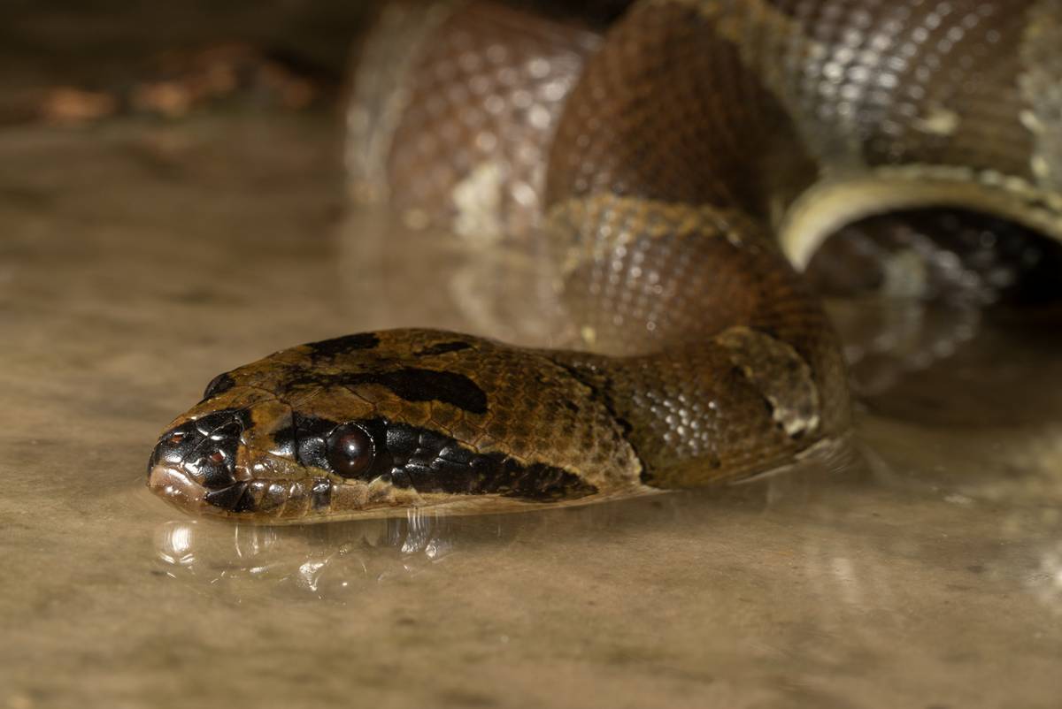 ular kadut (commons.wikimedia.org/James Jolokia)