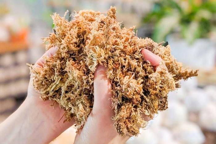 ilustrasi sphagnum moss