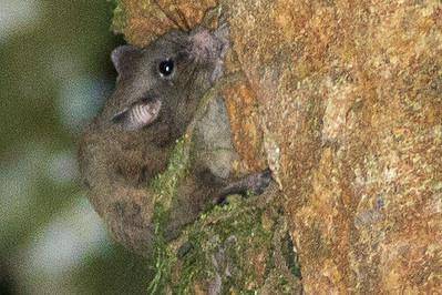 tikus terbang